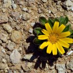 flor emprendedores